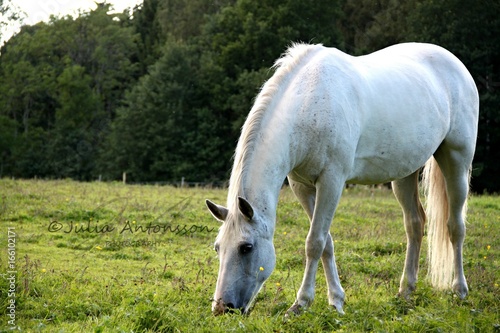 White horse eating 