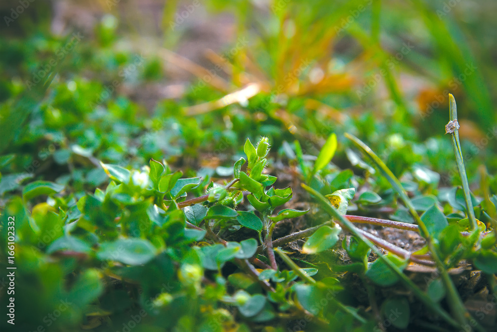 green round leaves surface textures background green round leaves surface textures background