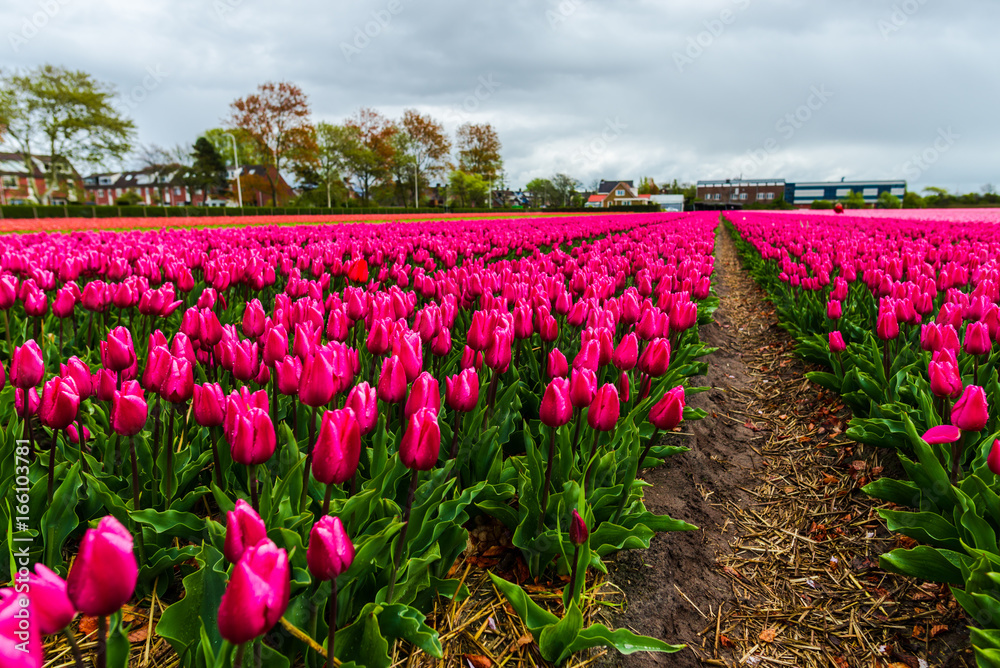 Obraz premium Flowers fields