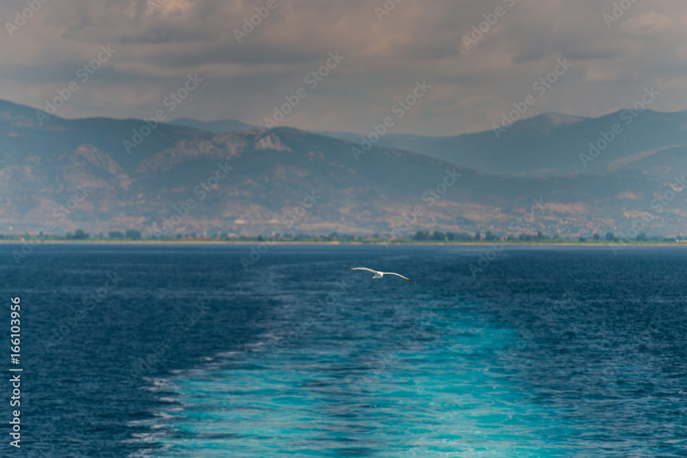 Seagull at mediterranean Sea