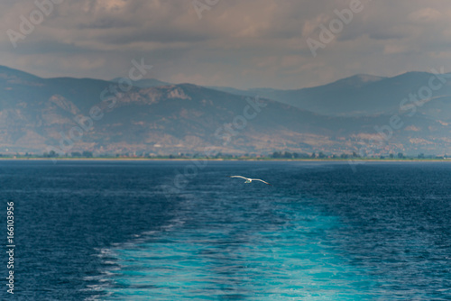 Seagull at mediterranean Sea