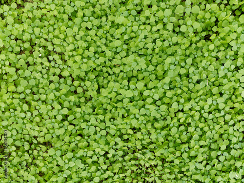 Frischgrüne Blattfläche in Trendfarbe 2017 Greenery Pantone 15-0343 © pipapur