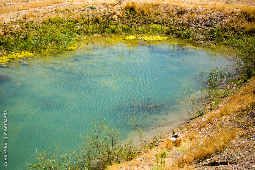 Lake with green cane in the nature