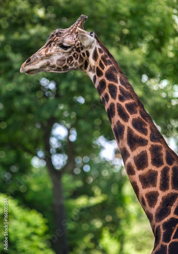 giraffe profile 