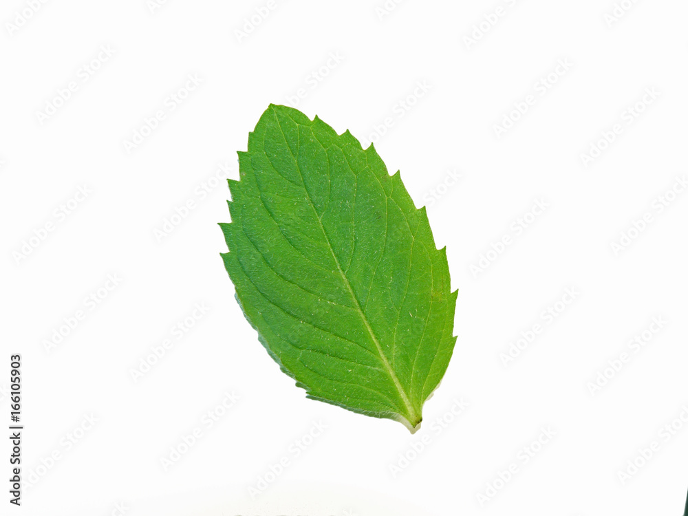 Mint Leaf Isolated Mint Leaf Isolated