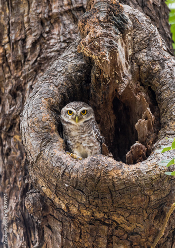 Spotted Owlet On A Tree Hole In Temple Of Thailand.