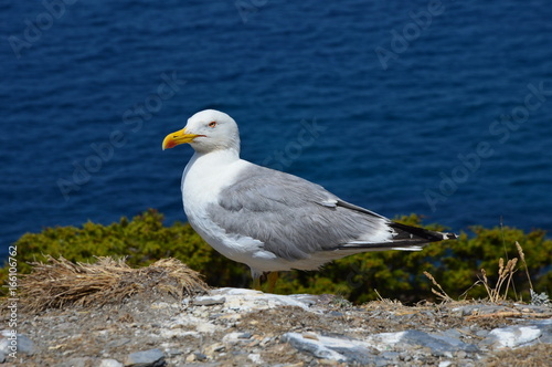 mouette