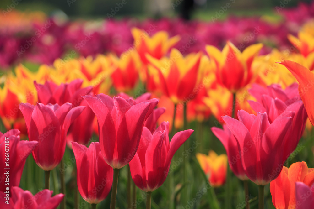 Colorful tulips field