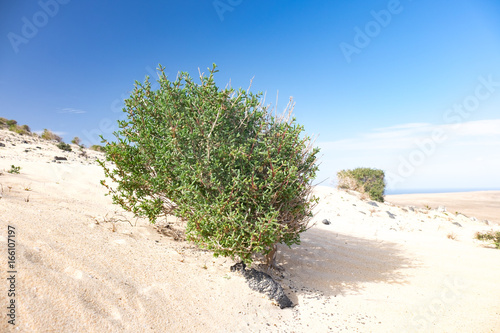 Green shrub plant in the sandy desert