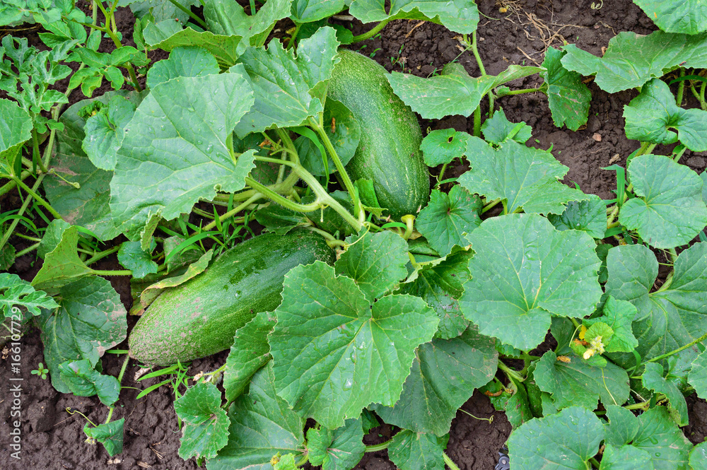Fototapeta premium Unripe melons on a bed