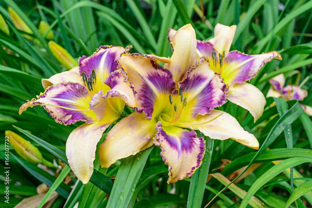 Flowering daylily (Hemerocallis) in the garden Flowering daylily (Hemerocallis) in the garden