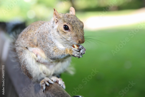 Eastern Gray Squirrel. Beautiful park in London. Summer.