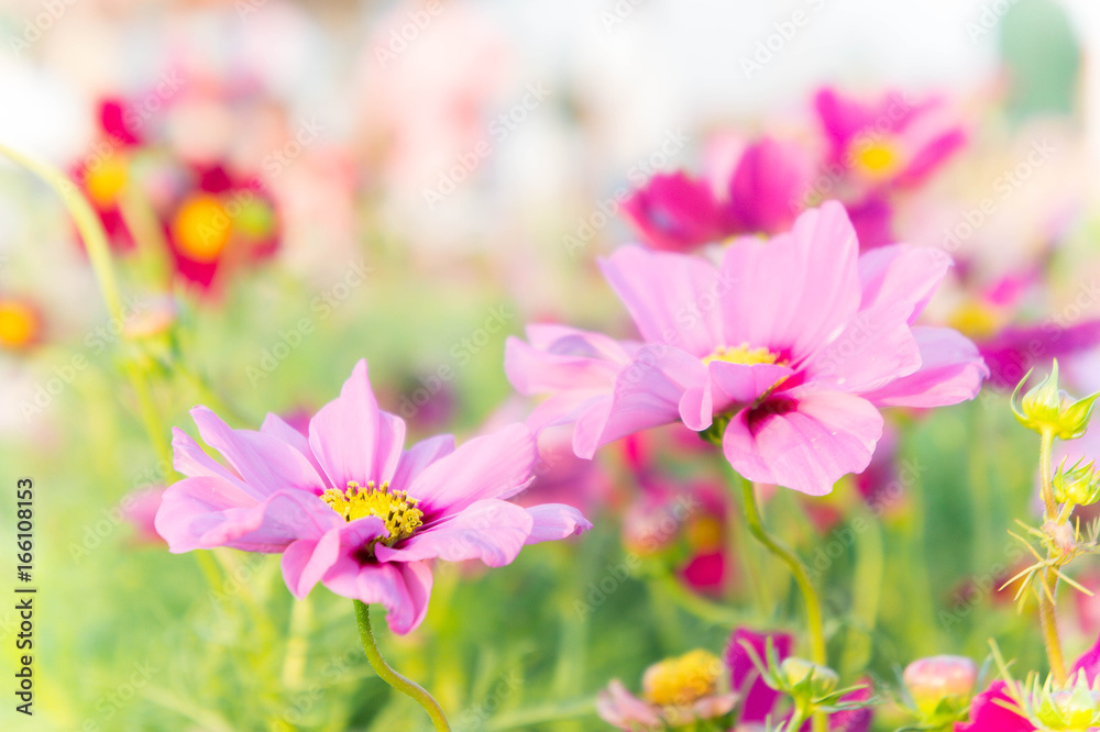pink cosmos flowers , daisy blossom flowers in the garden pink cosmos flowers , daisy blossom flowers in the garden