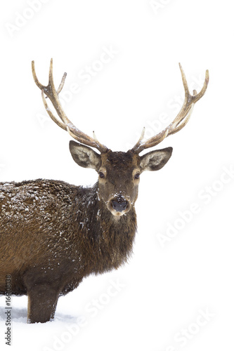 Red deer isolated on white background