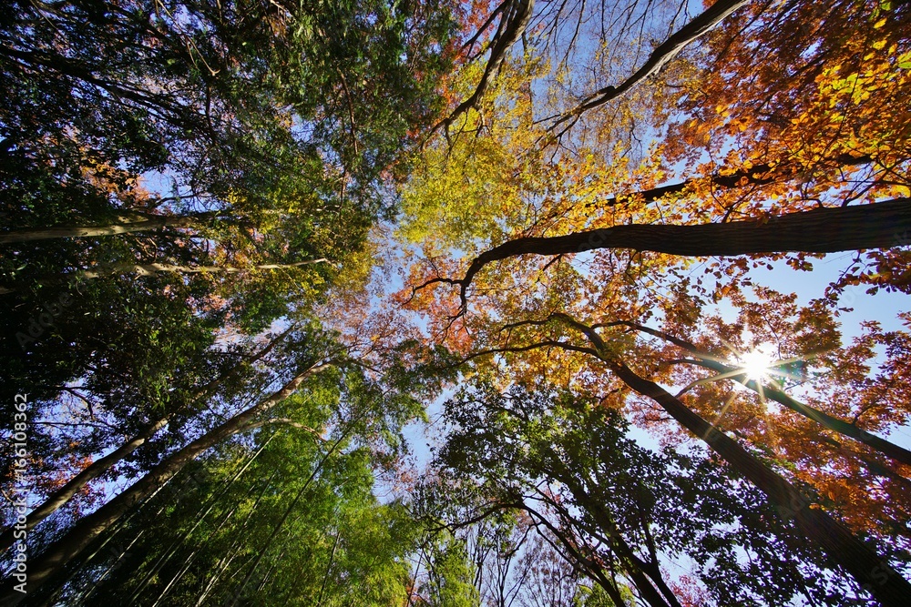 Fototapeta premium 晩秋の森