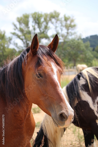 Fototapeta Naklejka Na Ścianę i Meble -  portrait de cheval brun