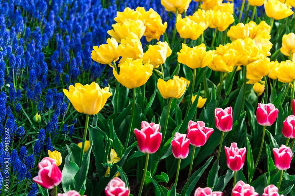 Obraz premium Beautiful flowers in the park