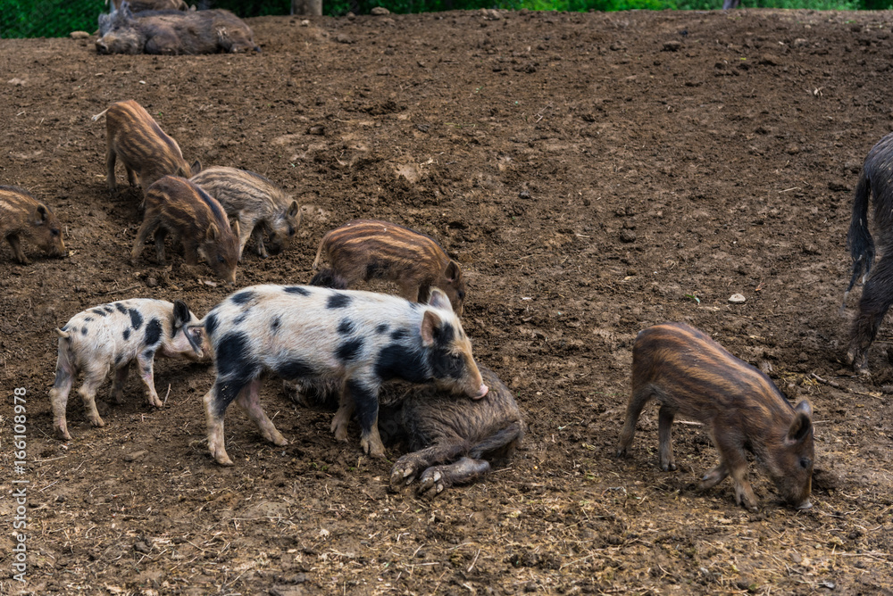 Wild boars Wild boars