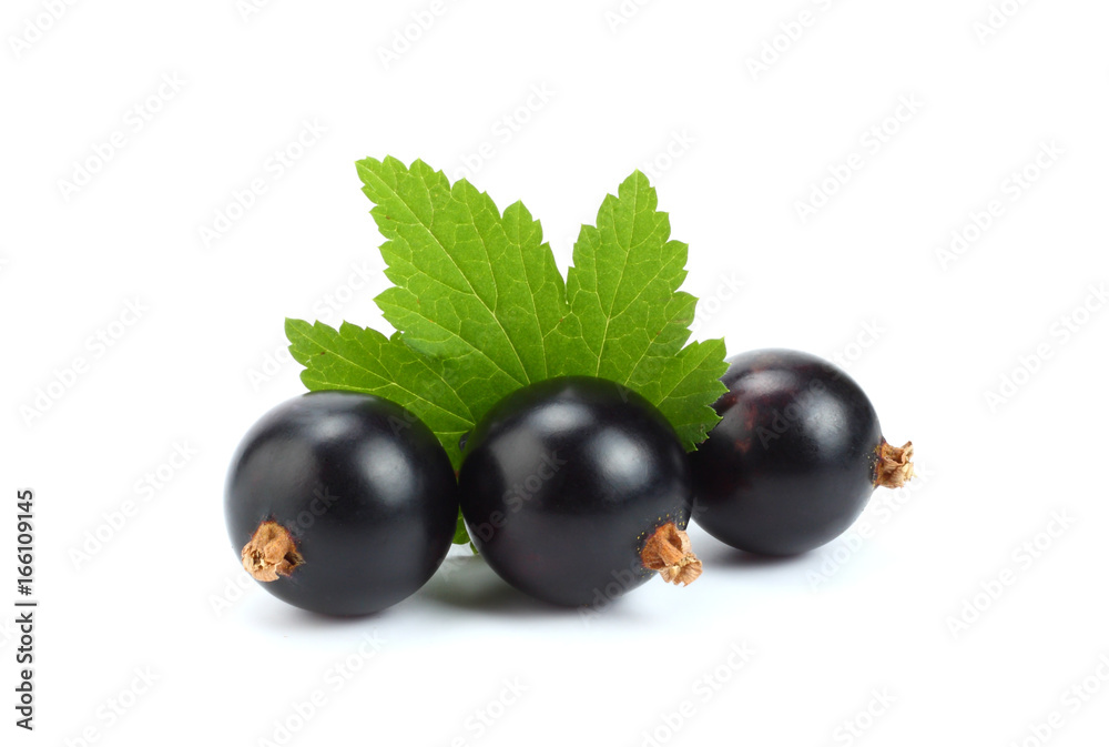 black currant with green leaf isolated on white background black currant with green leaf isolated on white background