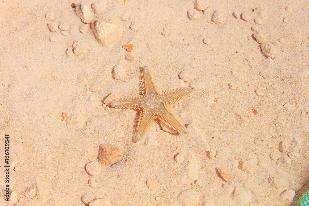 Starfish on the Beach / Starfish on the Beach with Sand in the background Starfish on the Beach / Starfish on the Beach with Sand in the background