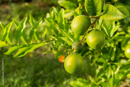 Green lemons growing on a lemon tree in Martinique