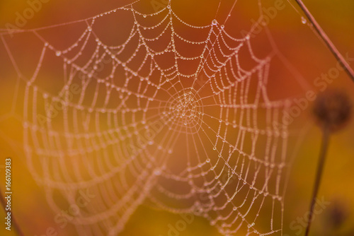 Spiderwebs with dew