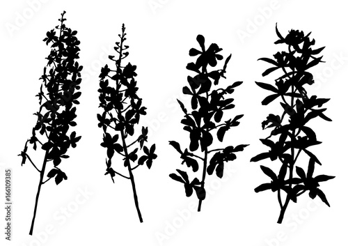Fototapeta Naklejka Na Ścianę i Meble -  set of silhouette orchid bouquet, tropical flower vector illustration