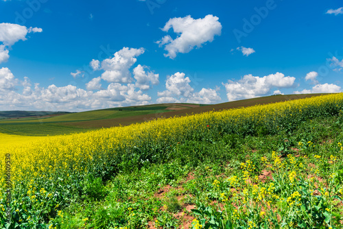 Fototapeta Naklejka Na Ścianę i Meble -  Springtime landscape
