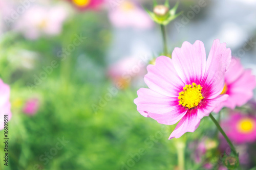 pink cosmos flowers   daisy blossom flowers in the garden