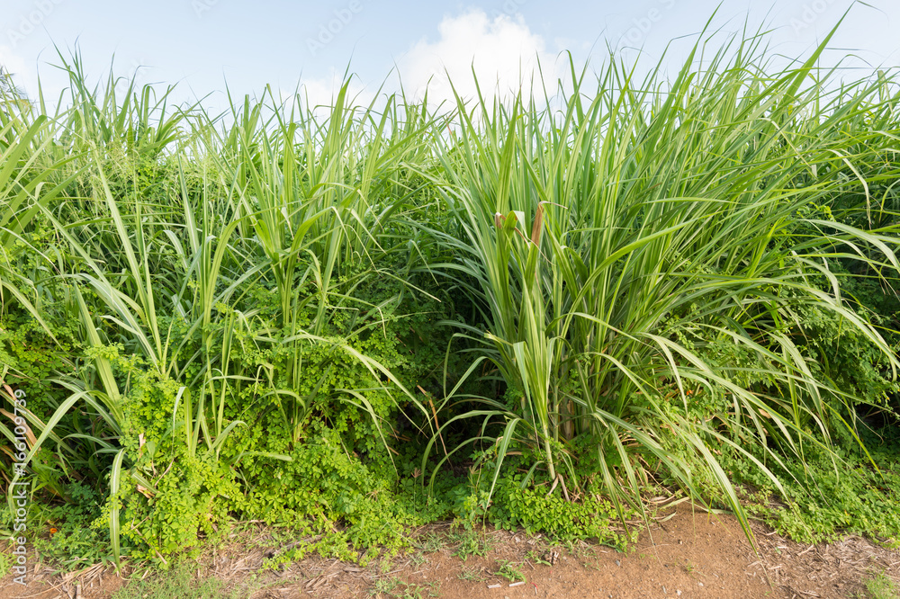 Sugar cane field in Martinique Sugar cane field in Martinique