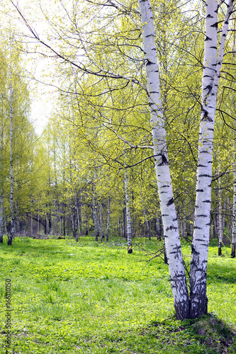 Early spring in birch grove