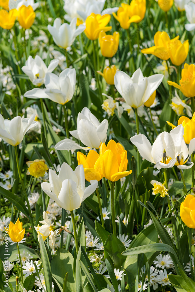 Obraz premium Beautiful spring flowers