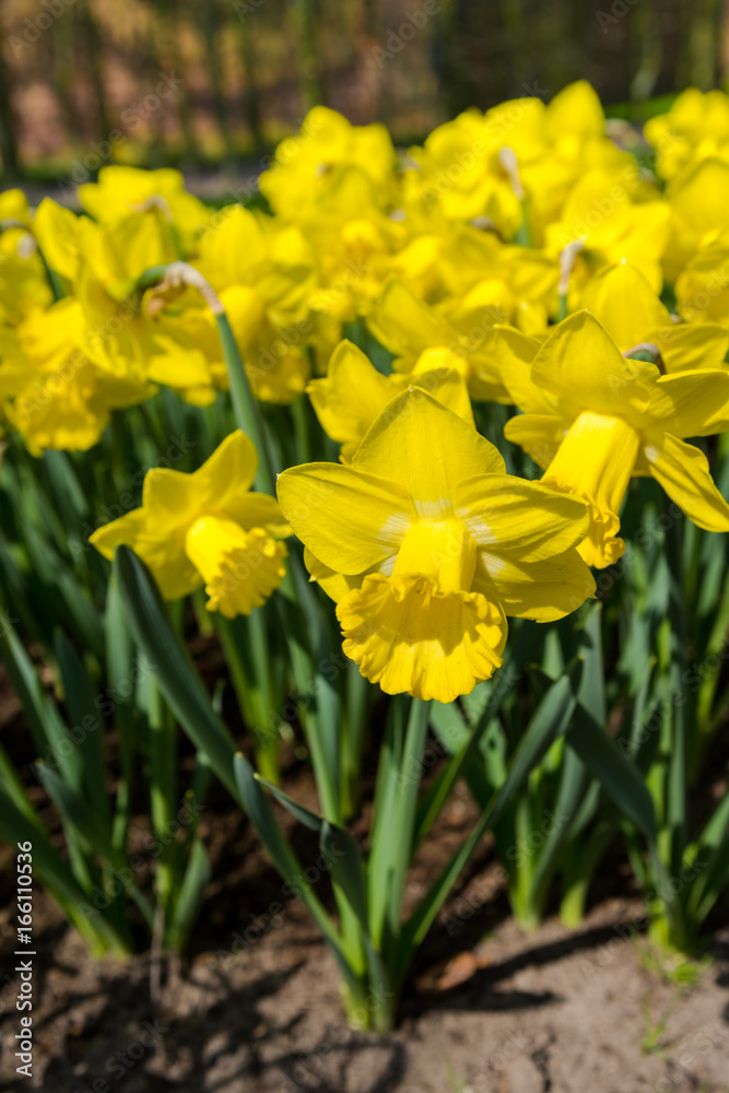 Obraz premium Beautiful spring flowers