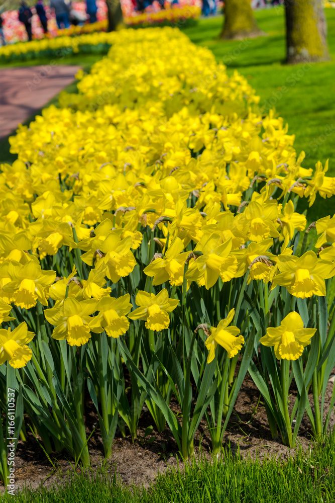 Obraz premium Beautiful spring flowers