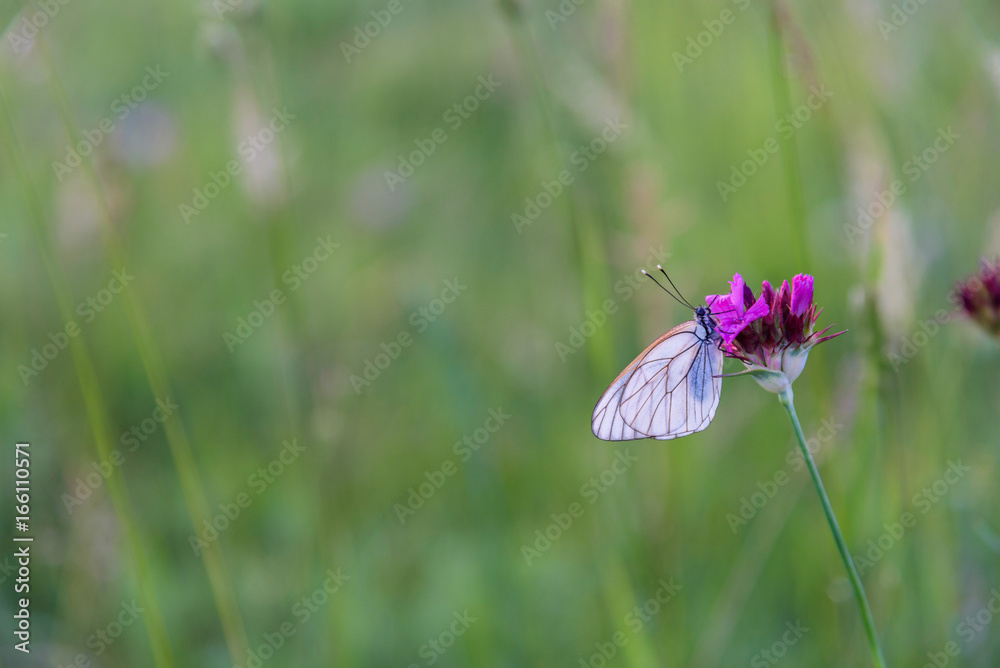 Closeup white butterfly on purple carnation Closeup white butterfly on purple carnation