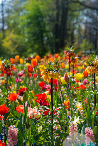 Beautiful spring flowers