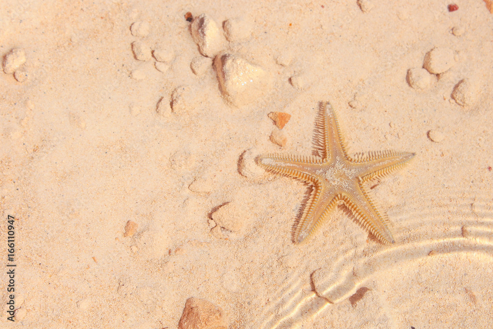 Starfish on the Beach / Starfish on the Beach with Sand in the background Starfish on the Beach / Starfish on the Beach with Sand in the background