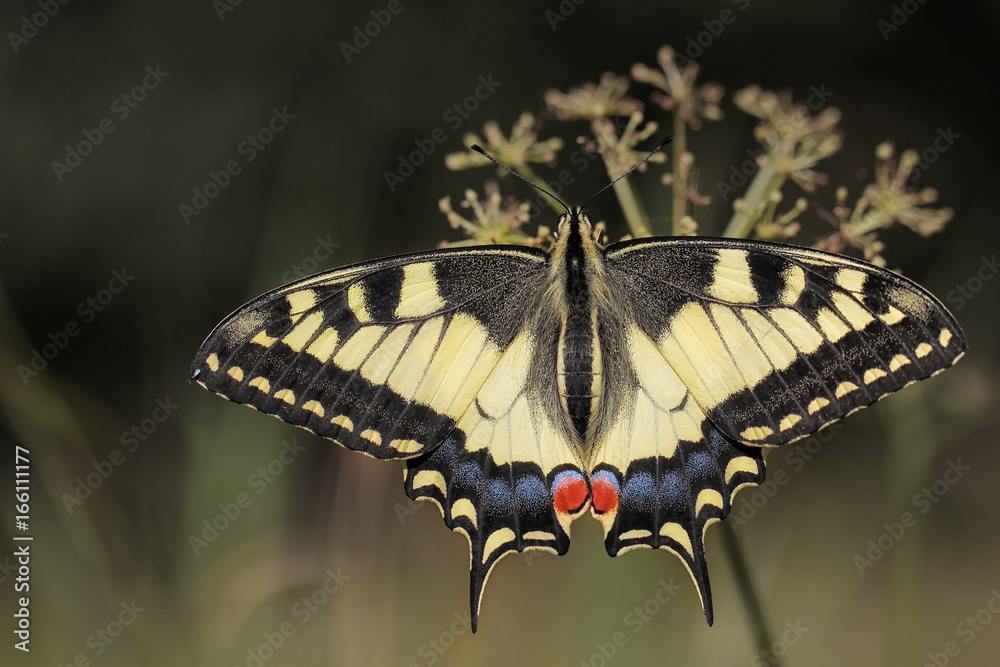 Fototapeta premium Swallowtail Papilio machaon