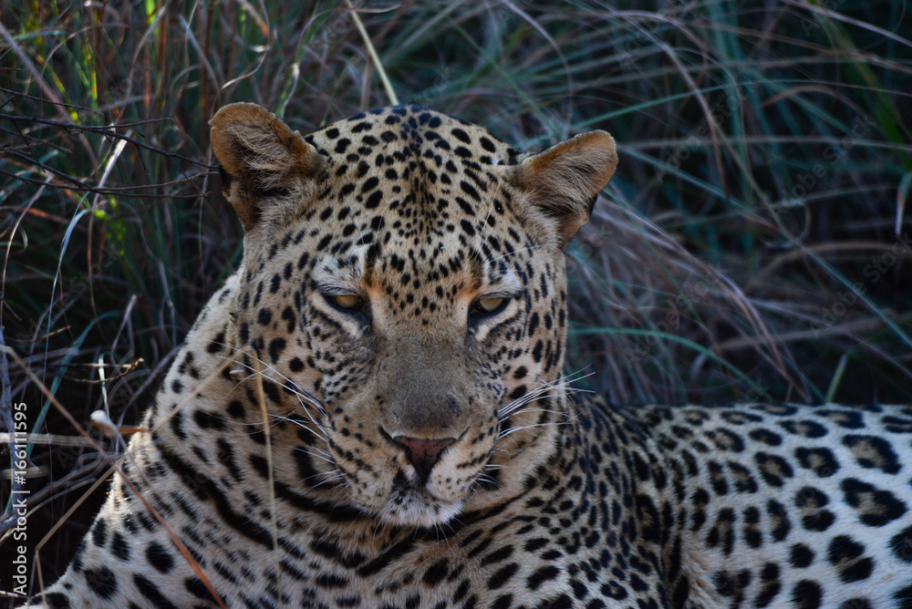 Obraz premium Leopard