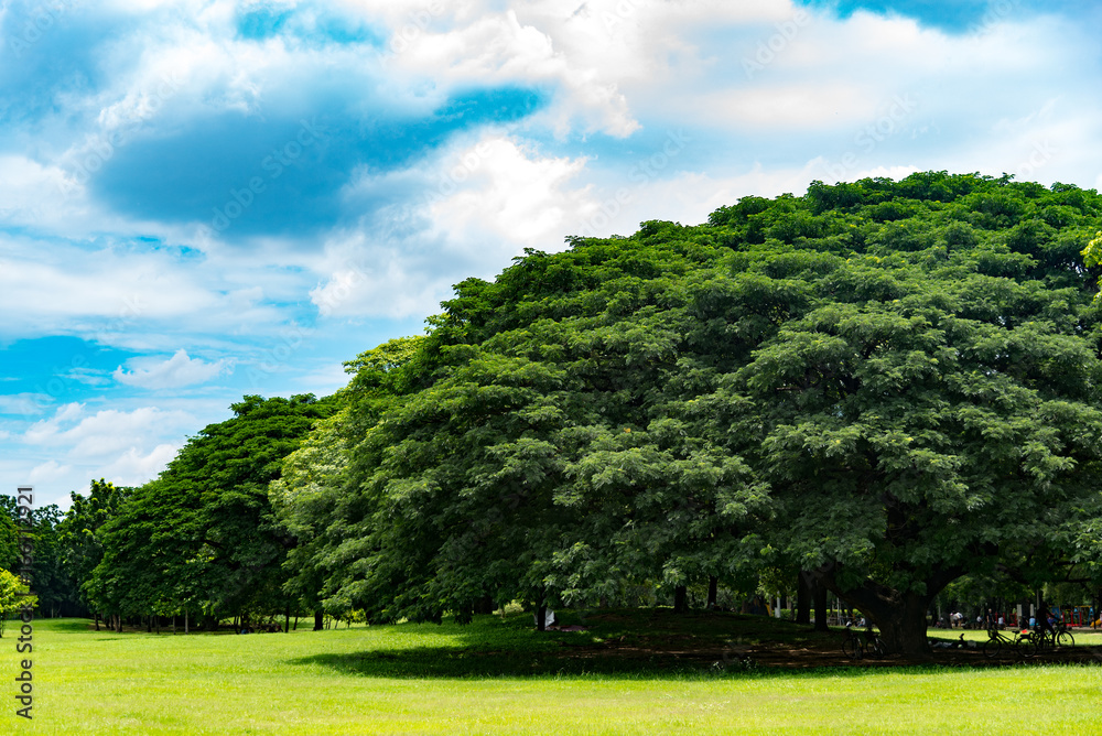 Big tree in public park with green grass