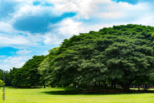 Big tree in public park with green grass © ic36006