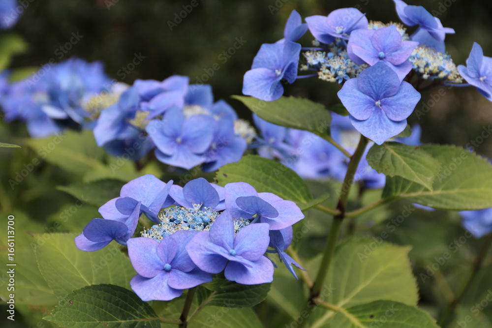 Blaue Hortensie blüht auf