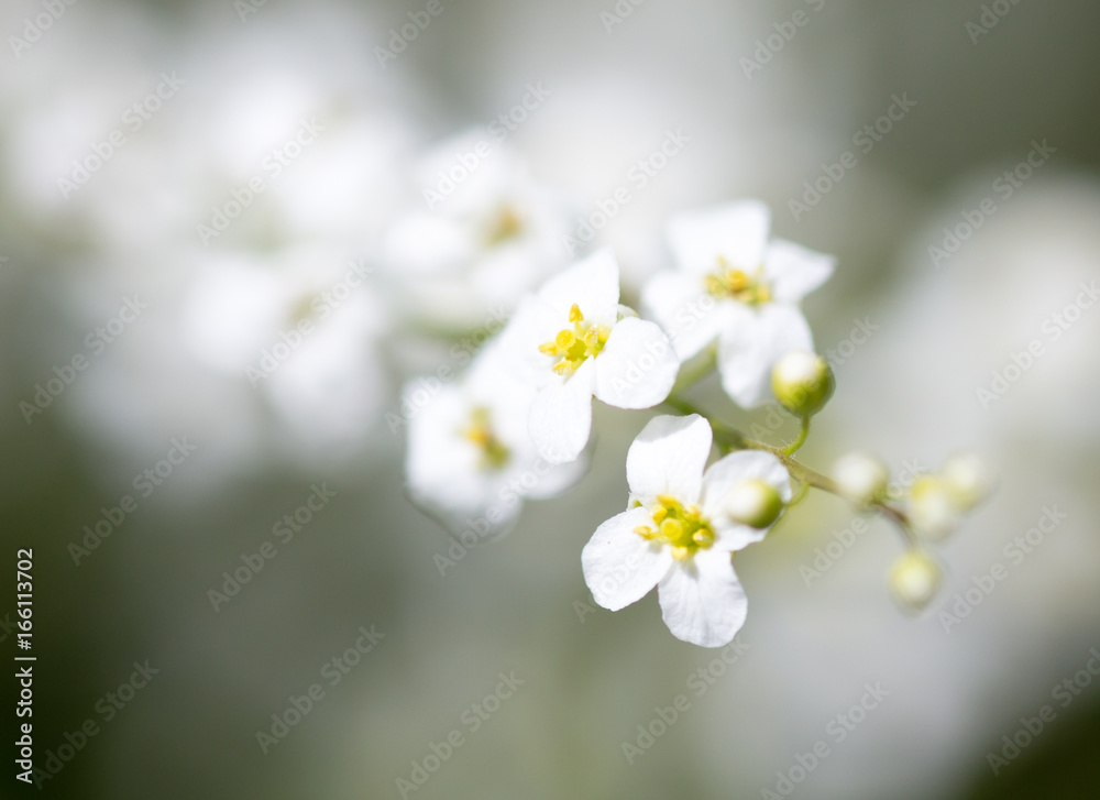 Small white flowers on the nature Small white flowers on the nature
