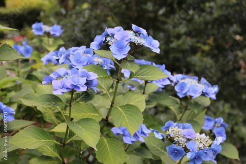 Hortensie bl  ht blau