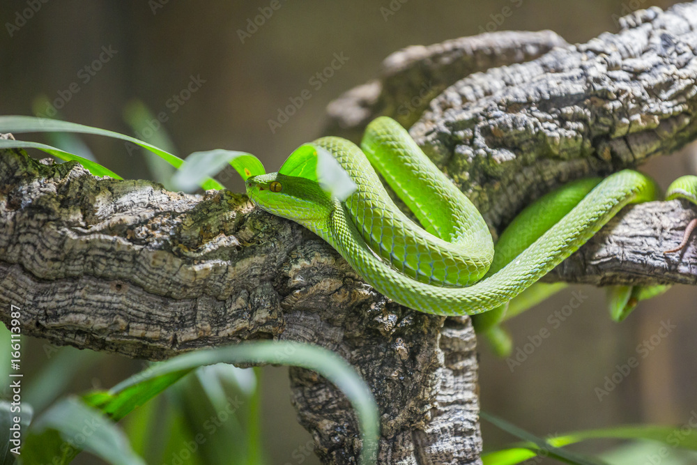 Obraz premium Un serpent vert sur une branche camouflé sous une feuille