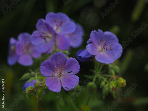 Wallpaper Mural OLYMPUS DIGITAL CAMERA Torontodigital.ca