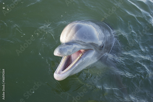 wild dolphin mouth open