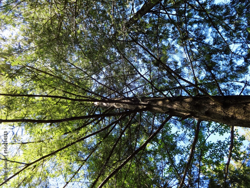 Fototapeta premium Blue sky shines through leaves and branches in forest