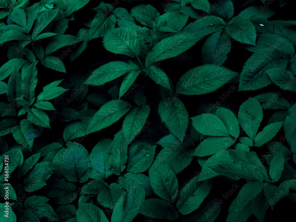 Forest Forest