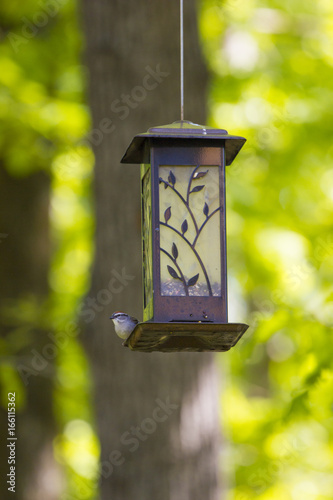 Blue Bird on bird feeder